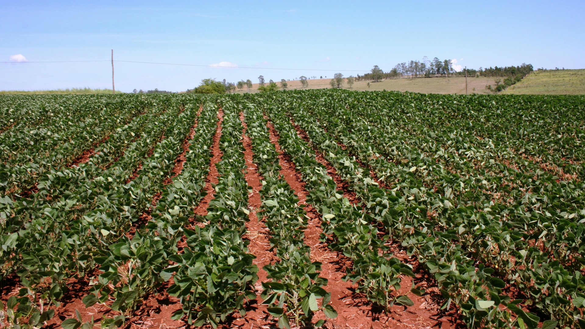Researchers develop viral disease resistant variety of cowpea